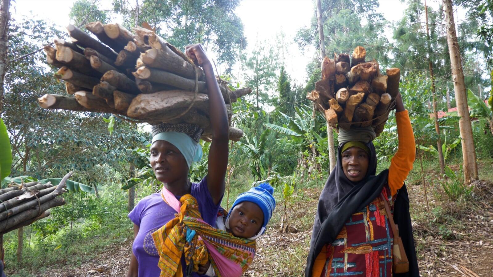 Planting Trees in Kenya: Cultivating a Greener Future for All